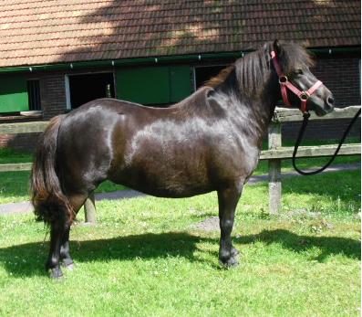 Weshorns Adesina