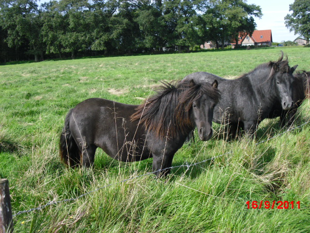 Weshorns Milena