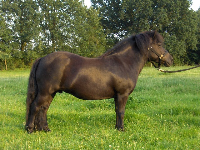 Mirka