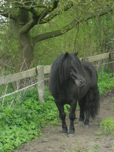 Nearctic